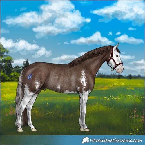 Horse Color:Liver Chestnut Sabino Splash Rabicano 
