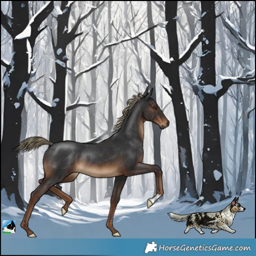 Horse Color:Gray Liver Chestnut Mushroom Rabicano 