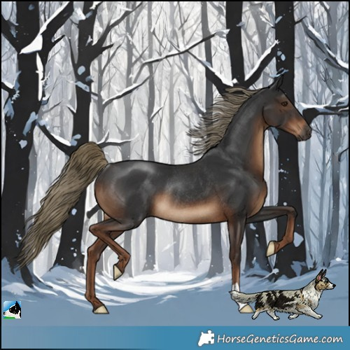 Horse Color:Gray Liver Chestnut Mushroom Rabicano 