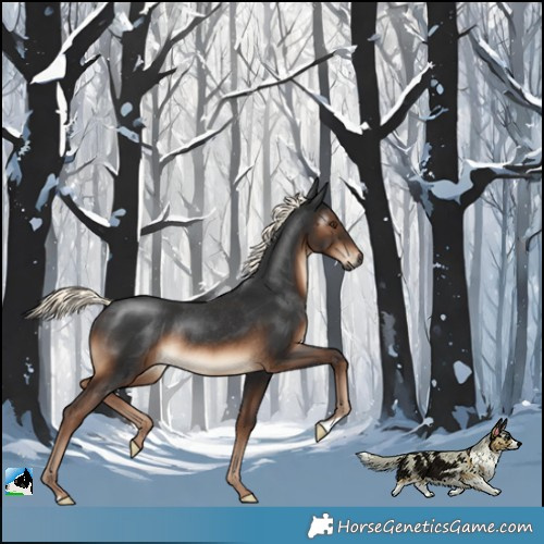Horse Color:Gray Liver Chestnut Mushroom Rabicano 