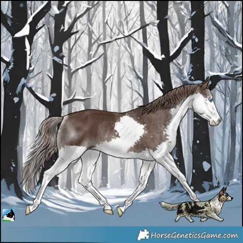 Horse Color:Liver Chestnut Splash Rabicano 
