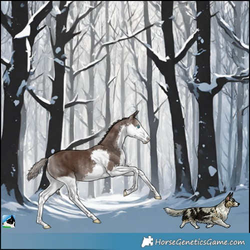 Horse Color:Liver Chestnut Splash Rabicano 