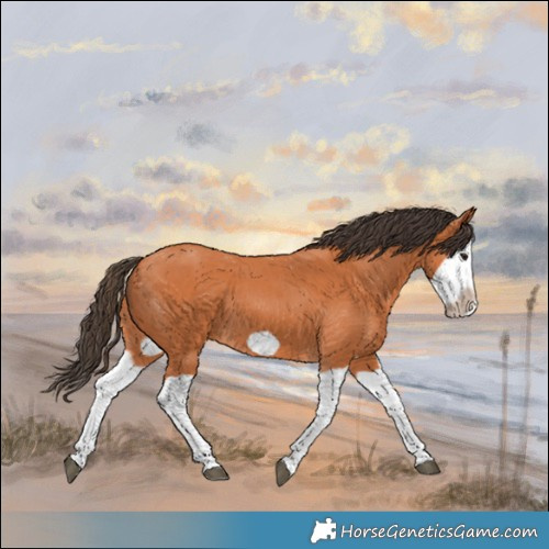 Horse Color:Bay Splash Frame 