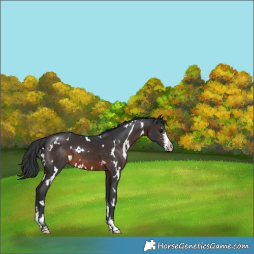 Horse Color:White Spotted Brown Mushroom Sabino