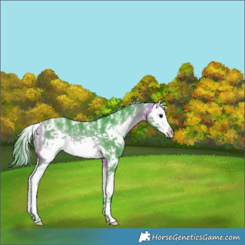 Horse Color:Powder White Watercolor Buckskin Splash Frame Rabicano 