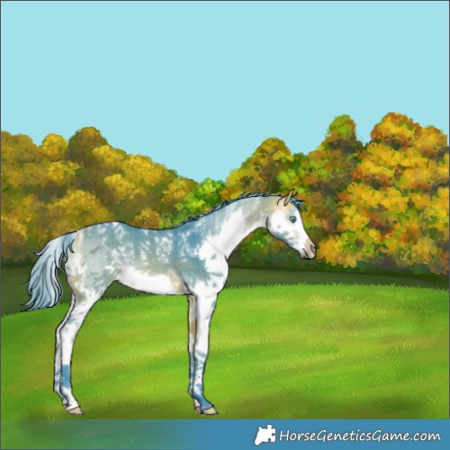 Horse Color:Powder White Watercolor Buckskin Splash Frame Rabicano 