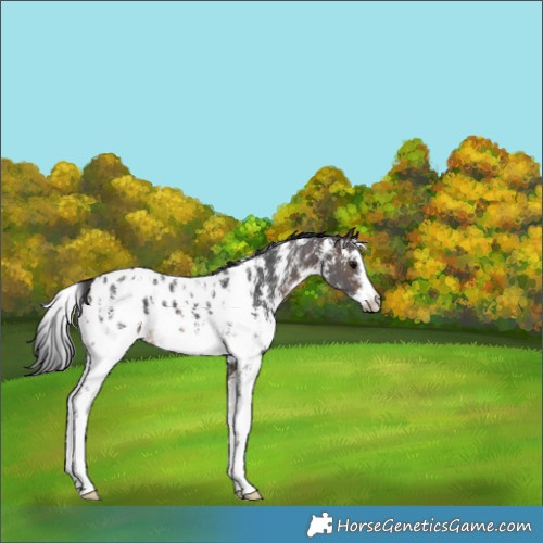 Horse Color:Bay Sabino Appaloosa 