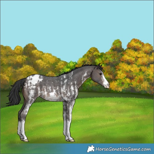 Horse Color:Brown Sabino Appaloosa 