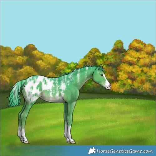 Horse Color:Powder White Watercolor Liver Chestnut Appaloosa