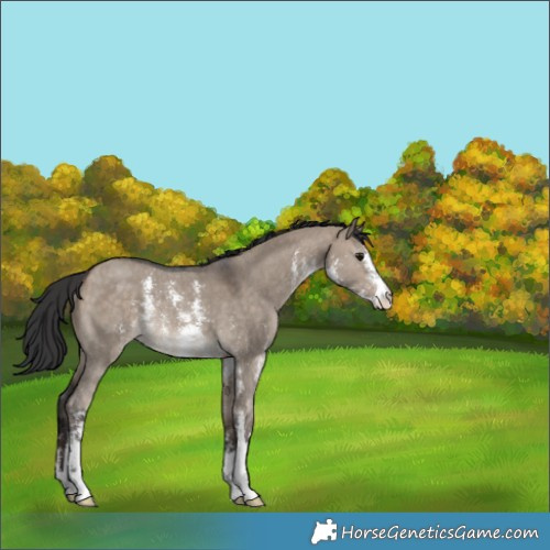 Horse Color:Bay Dun Sabino Appaloosa Rabicano