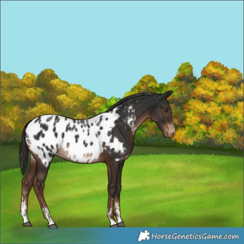 Horse Color:Powder White Liver Chestnut Appaloosa Rabicano