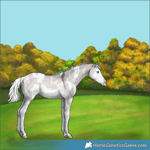 Horse Color:Platinum White Spotted Chocolate Palomino Dun Splash Frame 
