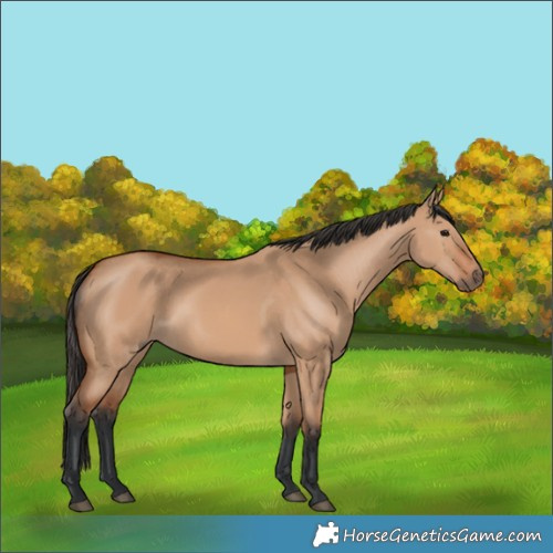 Horse Color:Bay Dun 