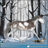 Horse Color:Liver Chestnut Mushroom Splash Rabicano