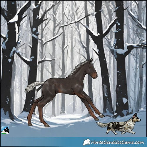 Horse Color:Liver Chestnut Mushroom Rabicano