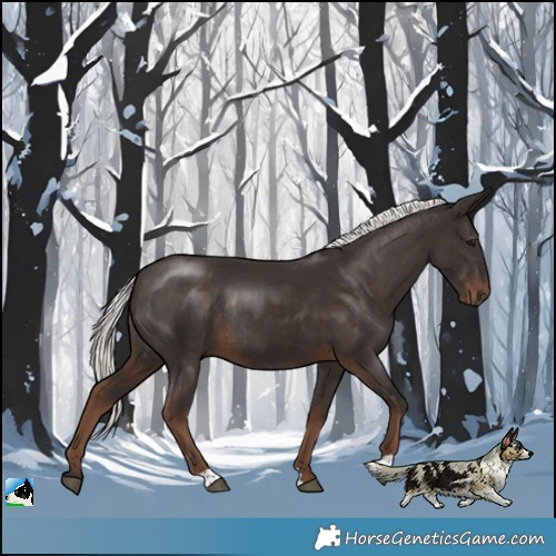 Horse Color:Liver Chestnut Mushroom Rabicano 