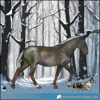 Horse Color:Liver Chestnut Mushroom Rabicano
