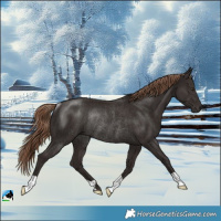 Horse Color:Liver Chestnut Rabicano