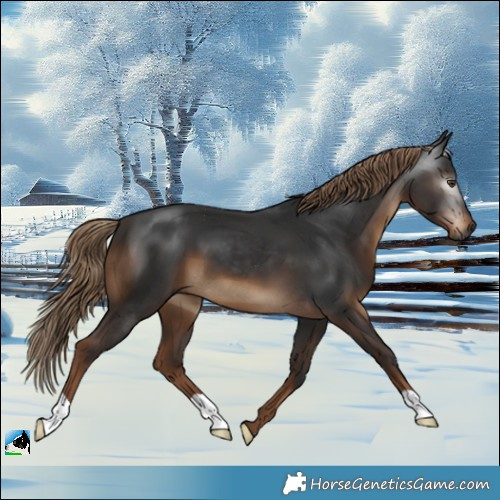 Horse Color:Gray Liver Chestnut 