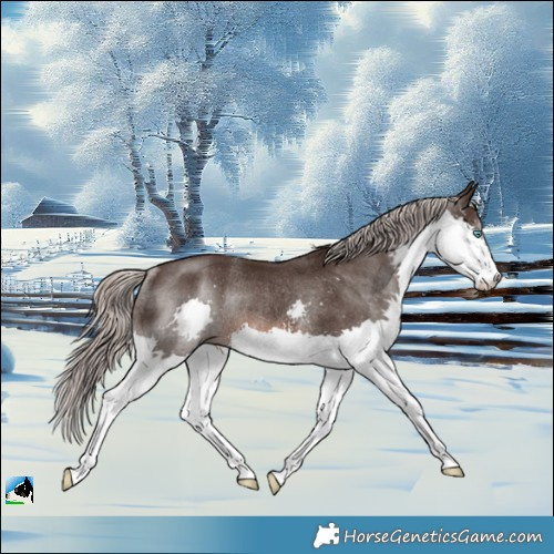 Horse Color:Liver Chestnut Mushroom Splash Rabicano