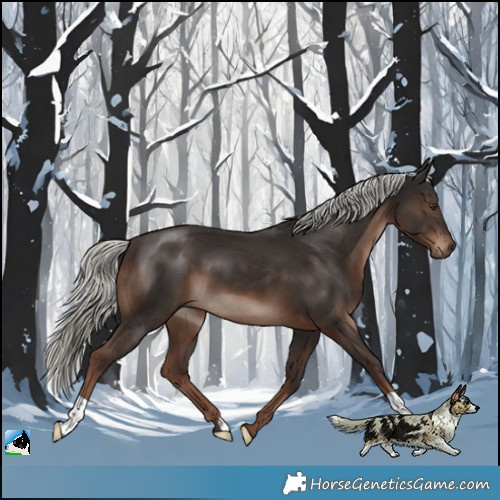 Horse Color:Liver Chestnut Mushroom