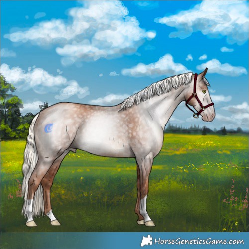Horse Color:Gray Gold Champagne Mushroom Rabicano 