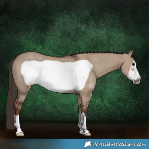 Horse Color:Liver Red Dun Frame Rabicano 