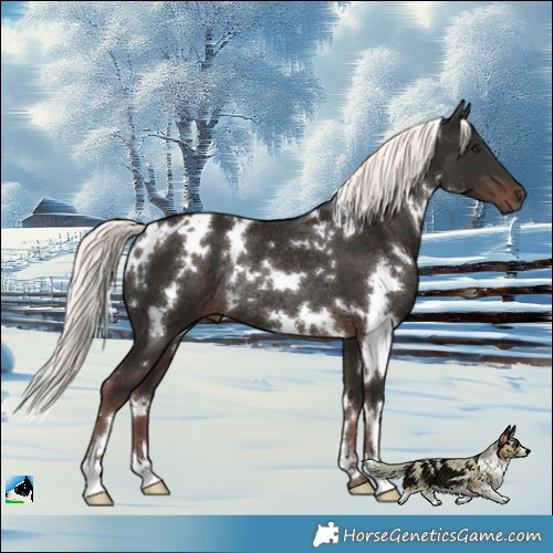 Horse Color:White Spotted Liver Chestnut Mushroom Rabicano 