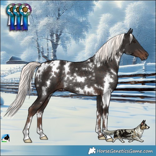Horse Color:White Spotted Liver Chestnut Mushroom Rabicano 