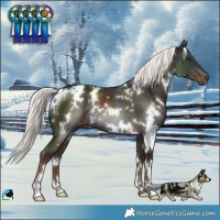 Horse Color:White Spotted Liver Chestnut Mushroom Rabicano