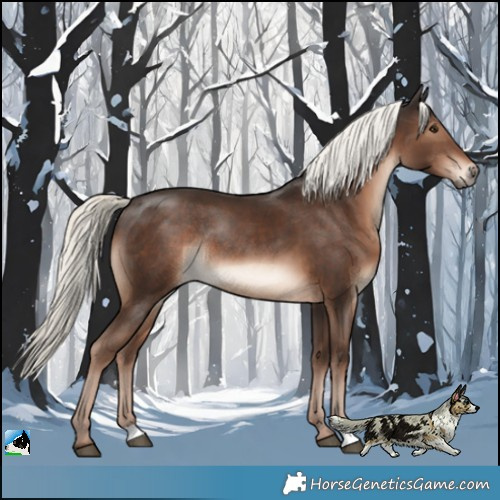 Horse Color:Liver Chestnut Mushroom Rabicano