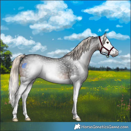 Horse Color:Gray Liver Chestnut Mushroom Splash 