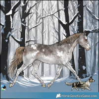 Horse Color:White Spotted Liver Chestnut Splash Frame Blanket Rabicano