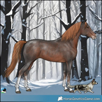 Horse Color:Liver Chestnut Sabino 