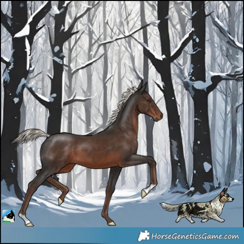 Horse Color:Liver Chestnut Mushroom 