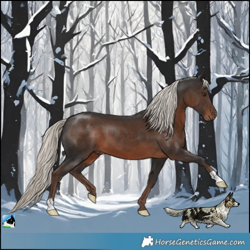 Horse Color:Liver Chestnut Mushroom 
