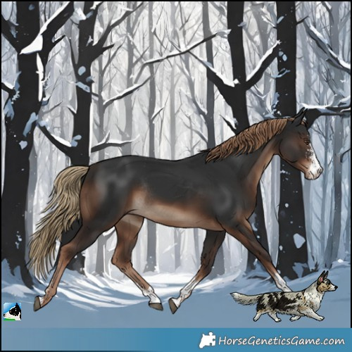 Horse Color:Liver Chestnut Sabino Rabicano