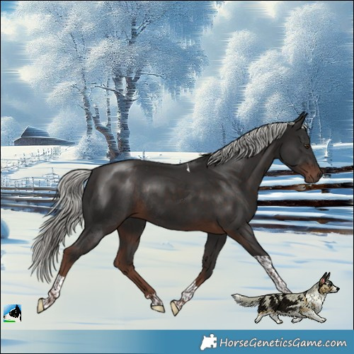 Horse Color:Liver Chestnut Mushroom Tobiano Rabicano