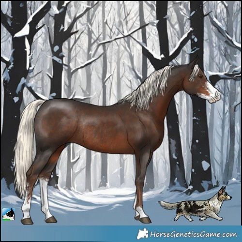 Horse Color:Liver Chestnut Mushroom Sabino Rabicano 