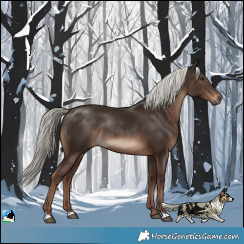 Horse Color:Liver Chestnut Mushroom Rabicano