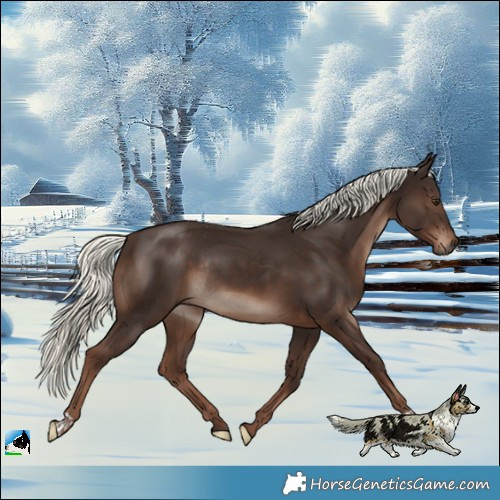 Horse Color:Liver Chestnut Mushroom Rabicano