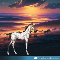 Horse Color:Bay Dun Near Leopard Rabicano 