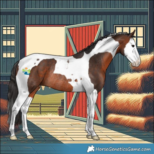 Horse Color:Brown Splash Tobiano Rabicano 