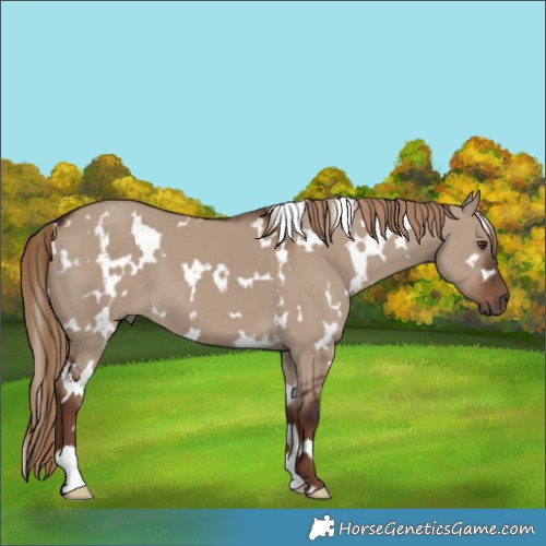 Horse Color:White Spotted Liver Red Dun 