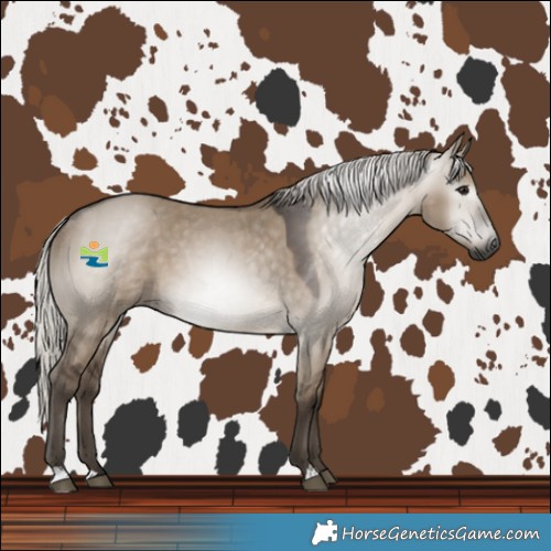 Horse Color:Gray Silver Grullo 