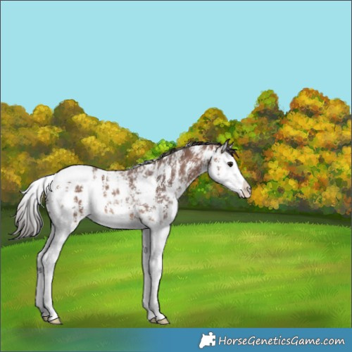 Horse Color:Bay Sabino Splash Appaloosa Rabicano