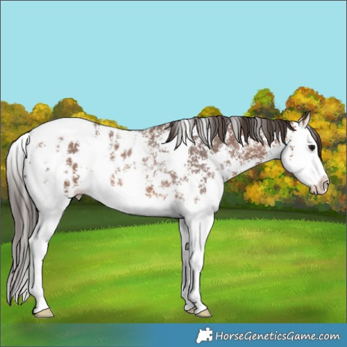 Horse Color:Bay Sabino Splash Appaloosa Rabicano 