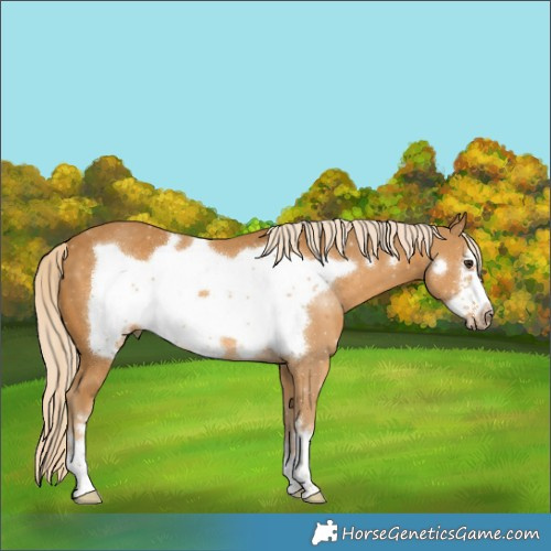 Horse Color:Palomino Frame 