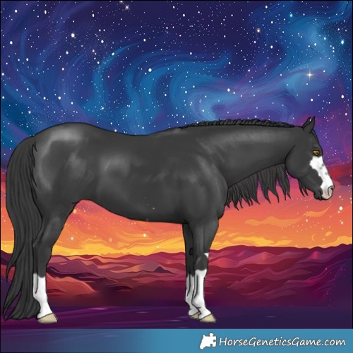 Horse Color:Black 