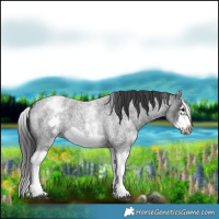 Horse Color:White Spotted Blue Roan Splash Frame Varnish 
